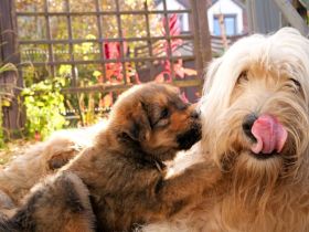 Schafpudel Weizenfarben Merle frei Familien Linie