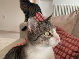Dringend! 2 EKH Katzen abzugeben!