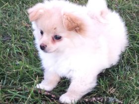 Pomeranian Zwergspitzwelpen zu verkaufen