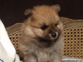 Zwergspitz Pomeranian Welpen - in KIEL