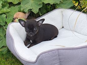 Wundervolle Chihuahua Welpen - Hündin und Rüden - reinrassig