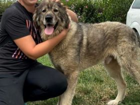 Teddybär-Alarm; Mampfred sucht einen liebevollen Altersruhesitz.