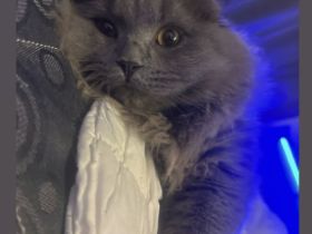 Persisch Britisch lang Haar mix sucht ein warmes und sicheres Zuhause