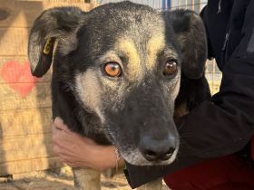 KAURI  ca. 4-jähriger, lieber, netter Rüde, ca. 57 cm, sitzt schon zu lange im Tierheim