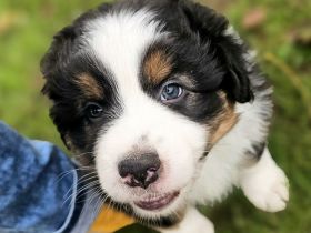 Australian Shepherd Welpen ,Showlinie,,kein Mini,