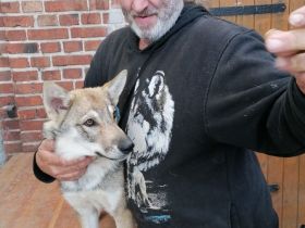 Junge Wolfhunde AWH mix, Wolfshunde