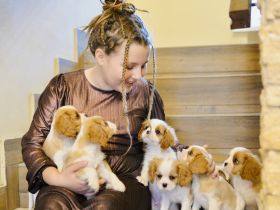 Cavalier King Charles Spaniel mit FCI-Stammbaum