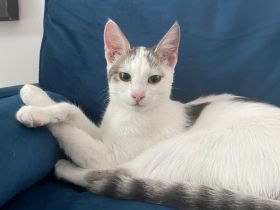 Zwei Katzengeschwister (6 Monate)