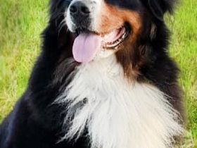 Deckrüde "Toni" (Helmut vom Tannenhof)