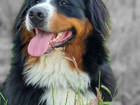 Deckrüde "Toni" (Helmut vom Tannenhof)