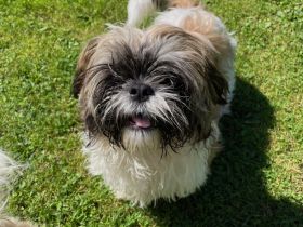 Shih-Tzu Welpen