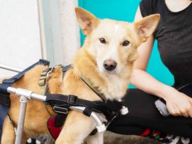 Ein großes Herz für Rollihund Peco gesucht