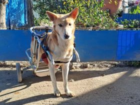 Ein großes Herz für Rollihund Peco gesucht