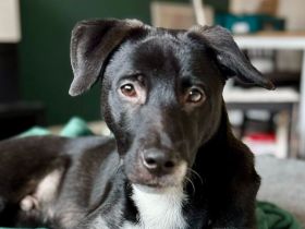 Wer gibt Freddi eine Chance?