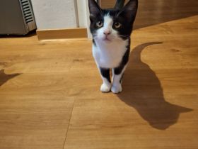 Amazon Kurzhaar Katzen