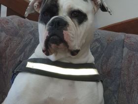 Americsn Bully Mädchen