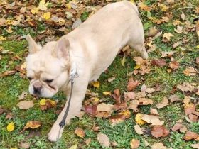 Französische Bulldogen Welpen