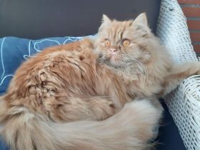 Perser Katze Lucia in liebevolle Hände abzugeben