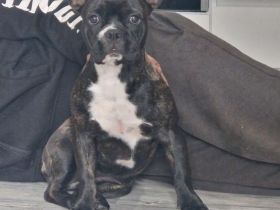 Lucy sucht eine neue Kuscheloase