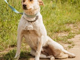 Buco, süße Hündin möchte so gern von einer Familie aufgenommen werden