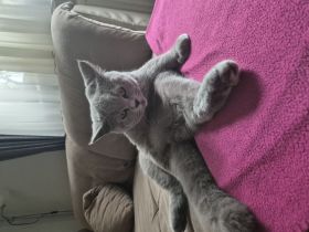 BKH weiblich, geimpft,gechipt, Eu-Ausweis