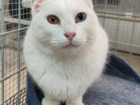 Mini, Handicat, FIV positiv
