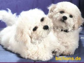 Bichon frisé Welpen suchen ein liebes Zuhause -  langjährige Zucht