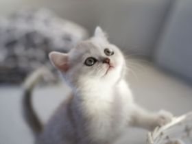 BKH Black Silver shaded