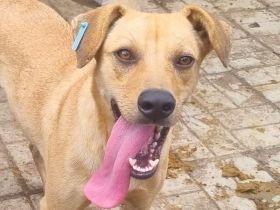 FOXY netter, junger, goldfarbener, wunderschöner Rüde, für aktive, sportliche Menschen