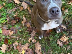 Reinrassige American Staffordshire Terrier Hündin Pepper sucht ein neues Zuhause