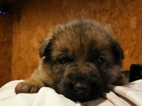 Reinrassiger Deutscher Schäferhundwelpe mit SV VDH Papieren