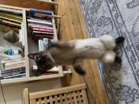 Hypoallergene Katze/Kater gesucht