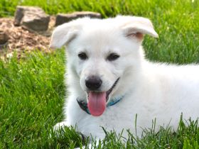 Weiße Deutsche Schäferhundwelpen