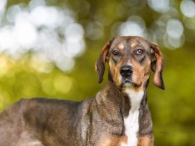 Unsere tapfere Straßenhündin Mayra