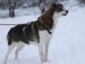 Liebenswerte Prea sucht ihr Altersruhe-Körbchen
