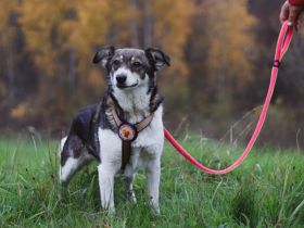 Liebenswerte Prea sucht ihr Altersruhe-Körbchen