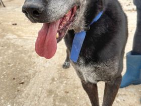 Bruno, unser Notfall