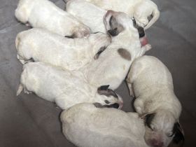 Pyrenäen-Berghund Welpen aus FCI-Linien mit gesundheitsgeprüfter Abstammung