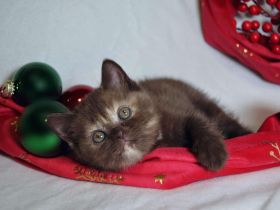 Britische Kurzhaar-Kätzchen aus dem Tschechischen Zwinger zu verkaufen mit Stammbaum