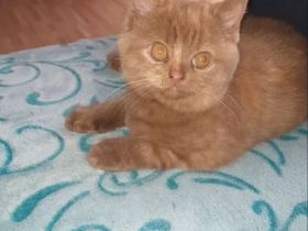 Ute und Schnute suchen Kuschelpersonal