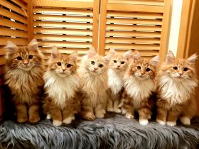 Sheer Delights Maine Coons