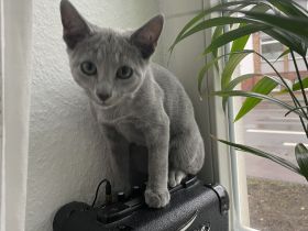 Kleiner verschmuster Russisch Blau Kater