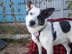 Freundlicher Freitag sucht sein Körbchen