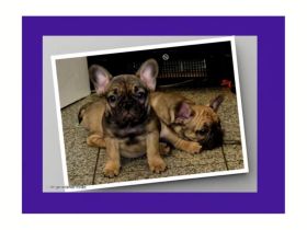 Französische Bulldogge