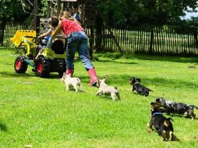 Kaninchen und Zwergdackel (Rauh und Langhaar) aus liebevoller uns seriöser Zucht !