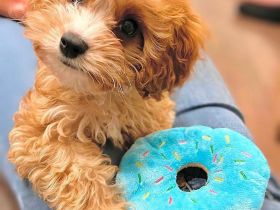 Cavapoo-Welpen zu verkaufen – Liebevolle Familienhunde!