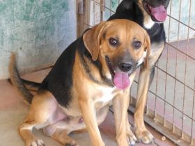 Hotte, Hannes (Horst, Hugo 5, Henriette, Hailey, Henry 8, Heidi 3) / Mischlinge