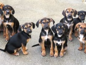 Heidi 3, Hotte, Hannes (Horst, Hugo 5, Henriette, Hailey, Henry 8) / Mischlinge