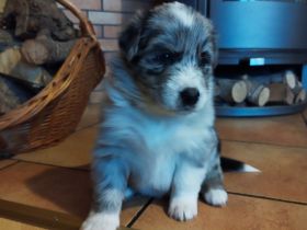 Australien Shepard Mix