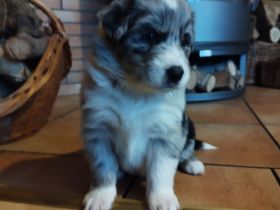 Australien Shepard Mix